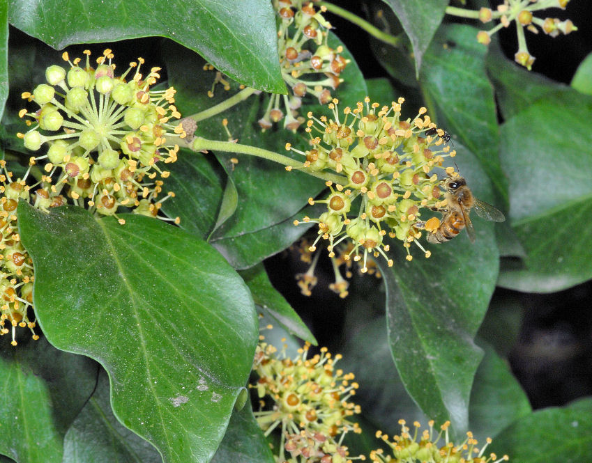 Hedera helix